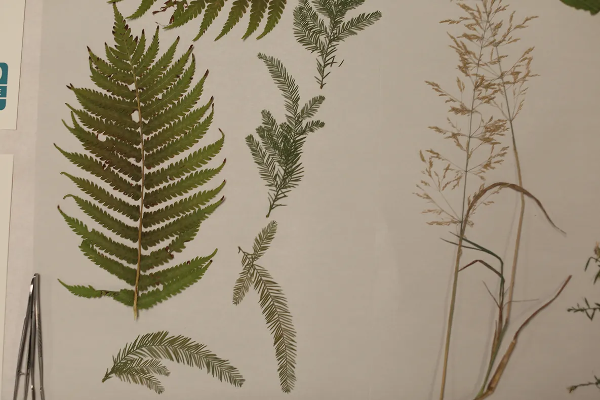 Pressed green plants laid out on paper.
