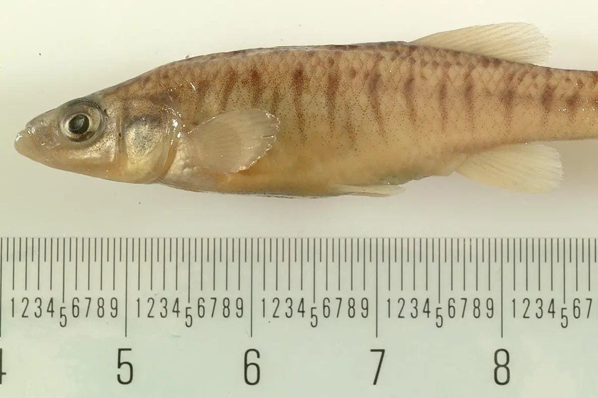 A fish laying on it's side above a ruler marked in inches. The fish is light yellow with brown vertical stripes.