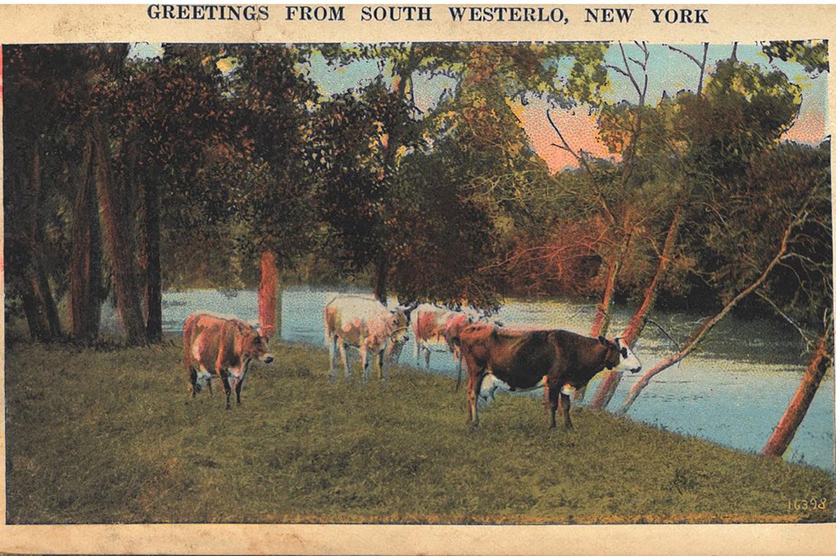 Red and white cows stand placidly on short green grass among trees, in front of blue water (possibly a river or small pond), and the text "Greetings from South Westerlo, New York."