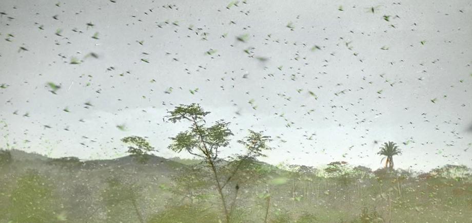 A landscape of green trees and a sky cloudy with locusts.