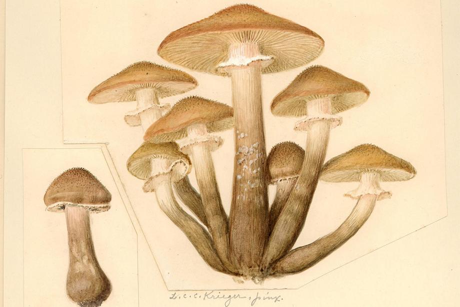 Watercolor painting of a bunch of honey mushrooms, with one smaller mushroom off to the side.