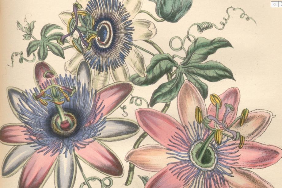 Close-up of three passiflora flowers in pink, white, and purple.