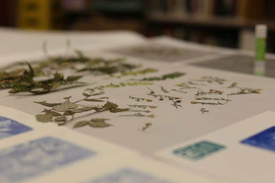 Pressed green plants laid out on paper.