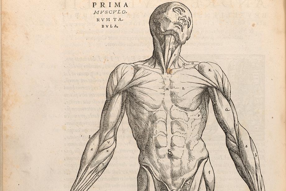 Print from a woodcut of male human muscles from the hips up
