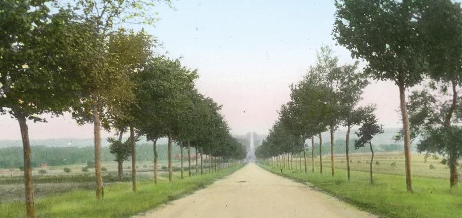 View along the length of a road lined by single row of deciduous trees on both sides.
