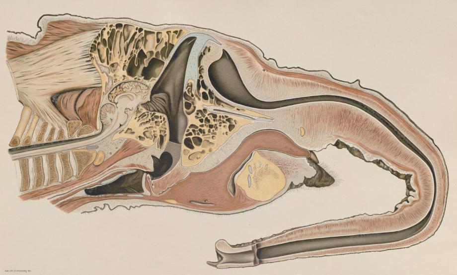 Cross section of an elephant's head, showing musculature.